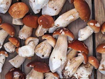 Saimi on julkaissut Sieniä ja ihmisiä -kirjan yhdessä Petri Salmelan kanssa.