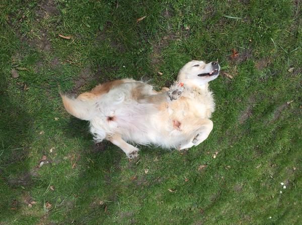 Isla-koiran lenkkionnea.