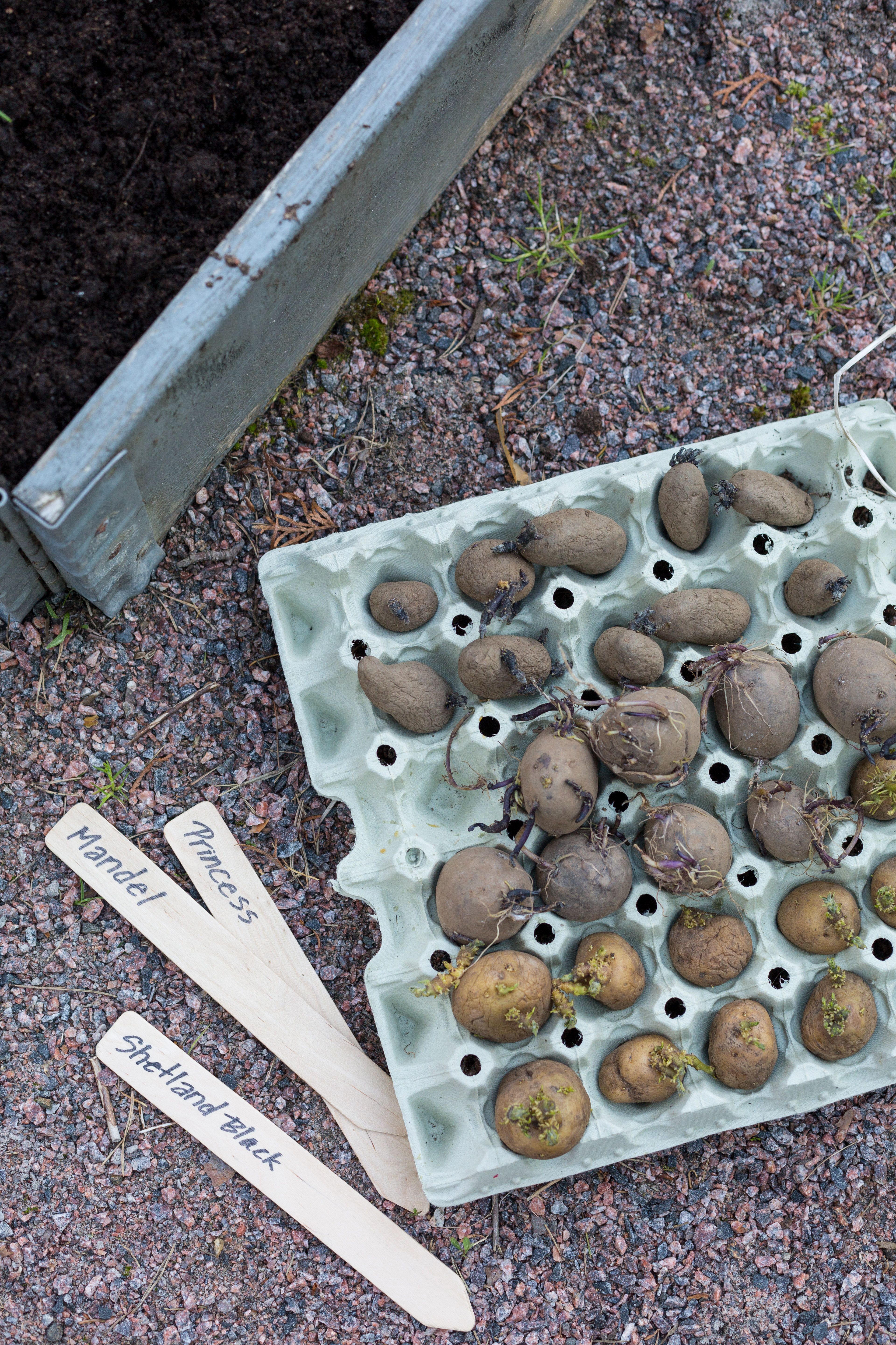 Idätä siemenperunoita valoisassa paikassa, huoneenlämmössä viikon parin ajan.