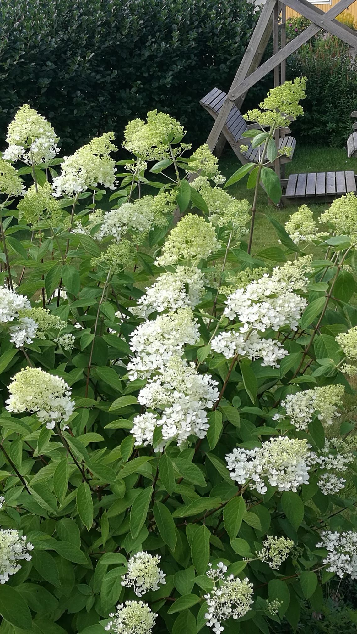 ”Syyshortensian kukkiminen on aluillaan, eli ei ihan vielä parhaimmillaan.” - Anne Pykälistö