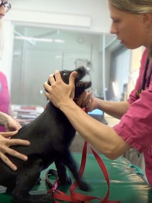 KK Elli eläinlääkärissä