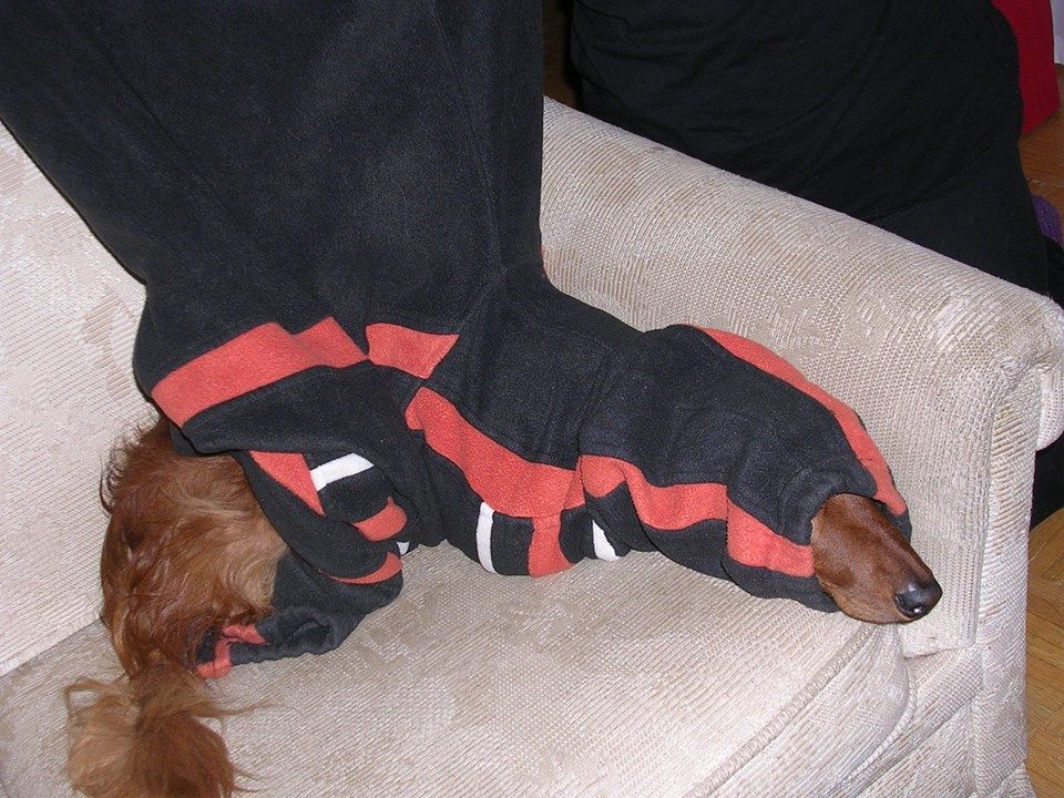 Muistot jäivät, vaikka koira lähti. Vielä kotona asuessaan Tommi tarjosi meille paljon hyviä hetkiä ja makeita nauruja. Kerran poissaollessamme rakas luolakoiramme oli kaivanut miehen huppariin oman tunnelin.