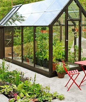 Suuren kasvihuoneen lämmössä taimet venyvät pituutta ja kantavat satoa.