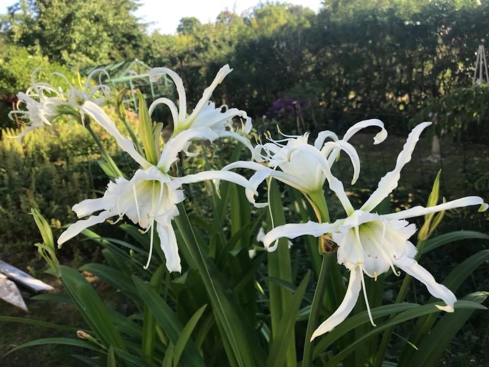 ”Hämähäkkililja.” - Raija Edvinson