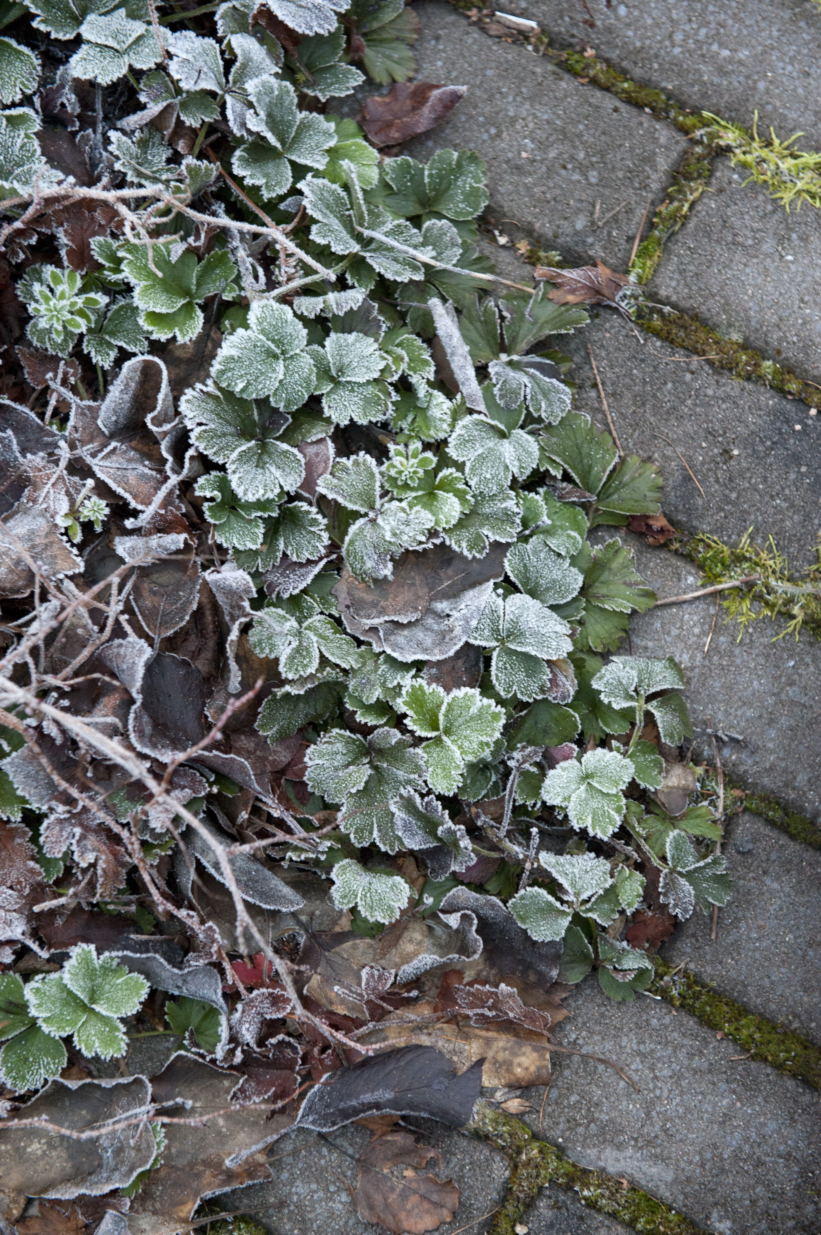 Monet maanpeiteperennat ovat ainavihantia eli säilyttävät lehtensä talven yli. Rönsyansikka kukkii keltaisin kukin touko–kesäkuussa