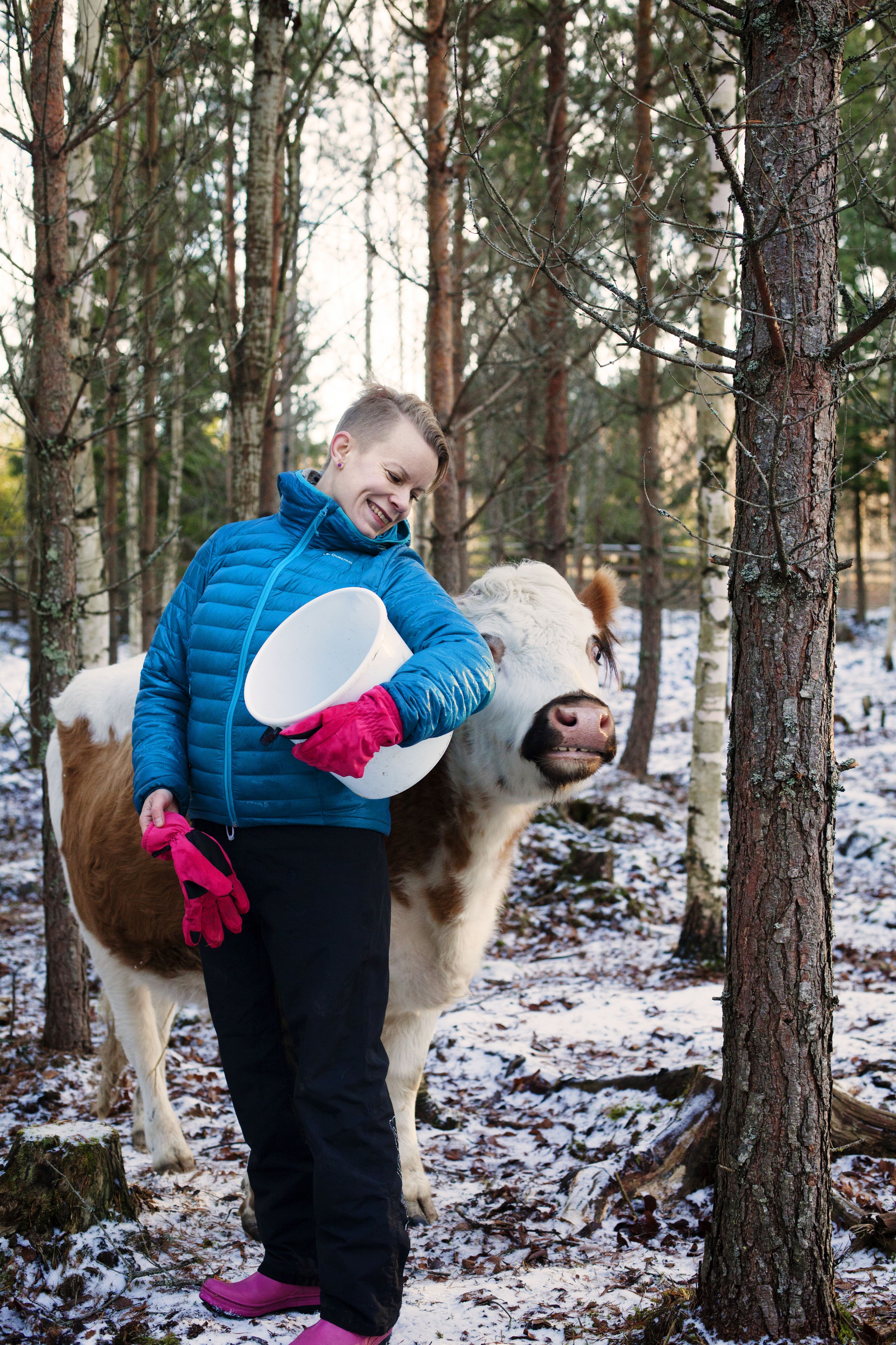 Kyyttöhärkä Nunnu saa elää harvinaisen elämän. Tavallisesti sonnivasikat teurastetaan heti, kun ne ovat saaneet sopivasti painoa. 
