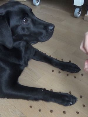 KK Ellin uudet temput