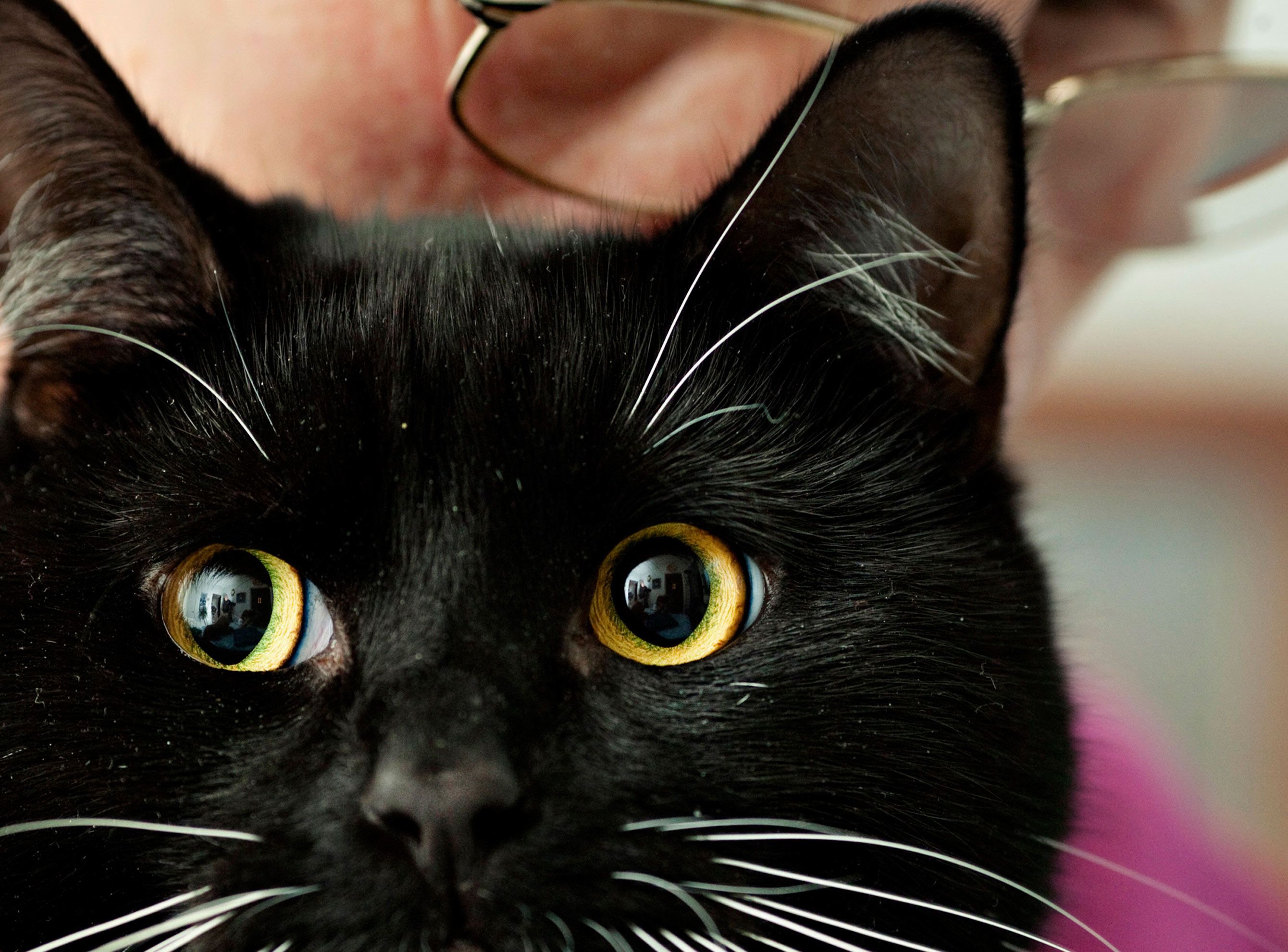 Täplä, Kontulan kaunein kolli. "Kaikki hyvin, mami tässä", Meile kuiskii silmäterälleen.