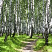 Helppo tapa vähentää stressiä: mene metsään