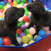 KK Elli ja veli pallomeressä