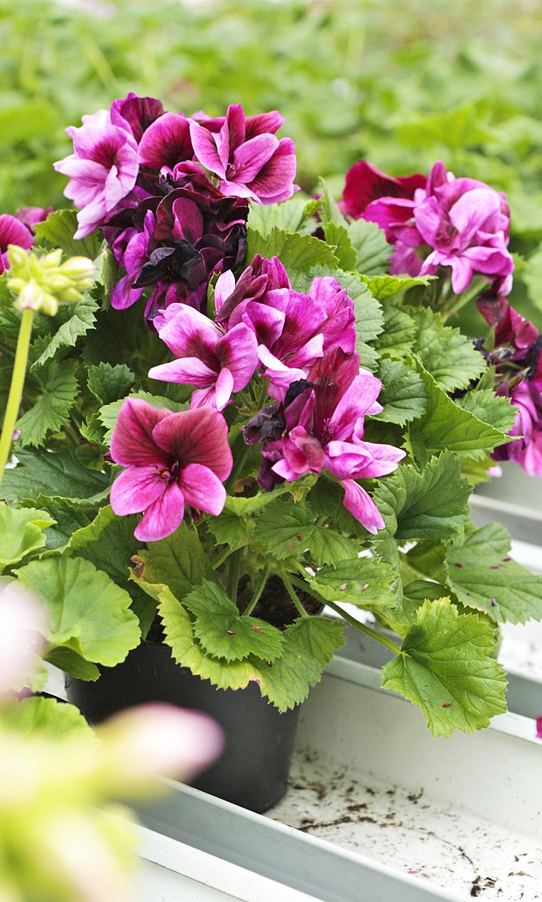 Sävykäs englanninpelargoni jalostettiin brittihovin kasvihuoneissa.