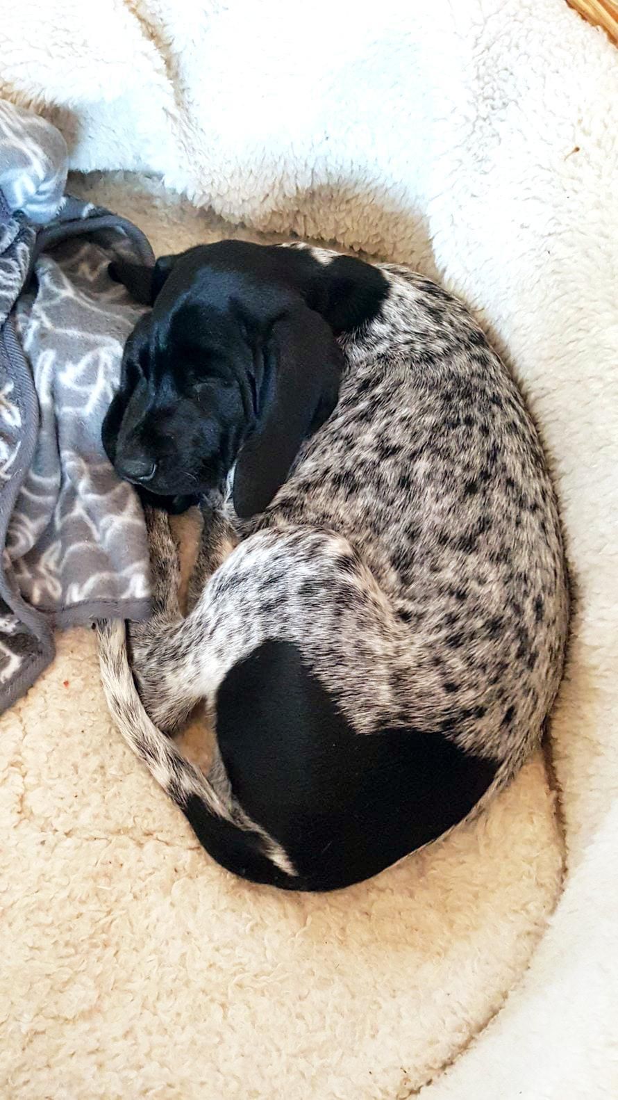 Pentuna huomattu sydänpylly on koiran kasvaessa laajentunut. Sydämellinen perhekoira.