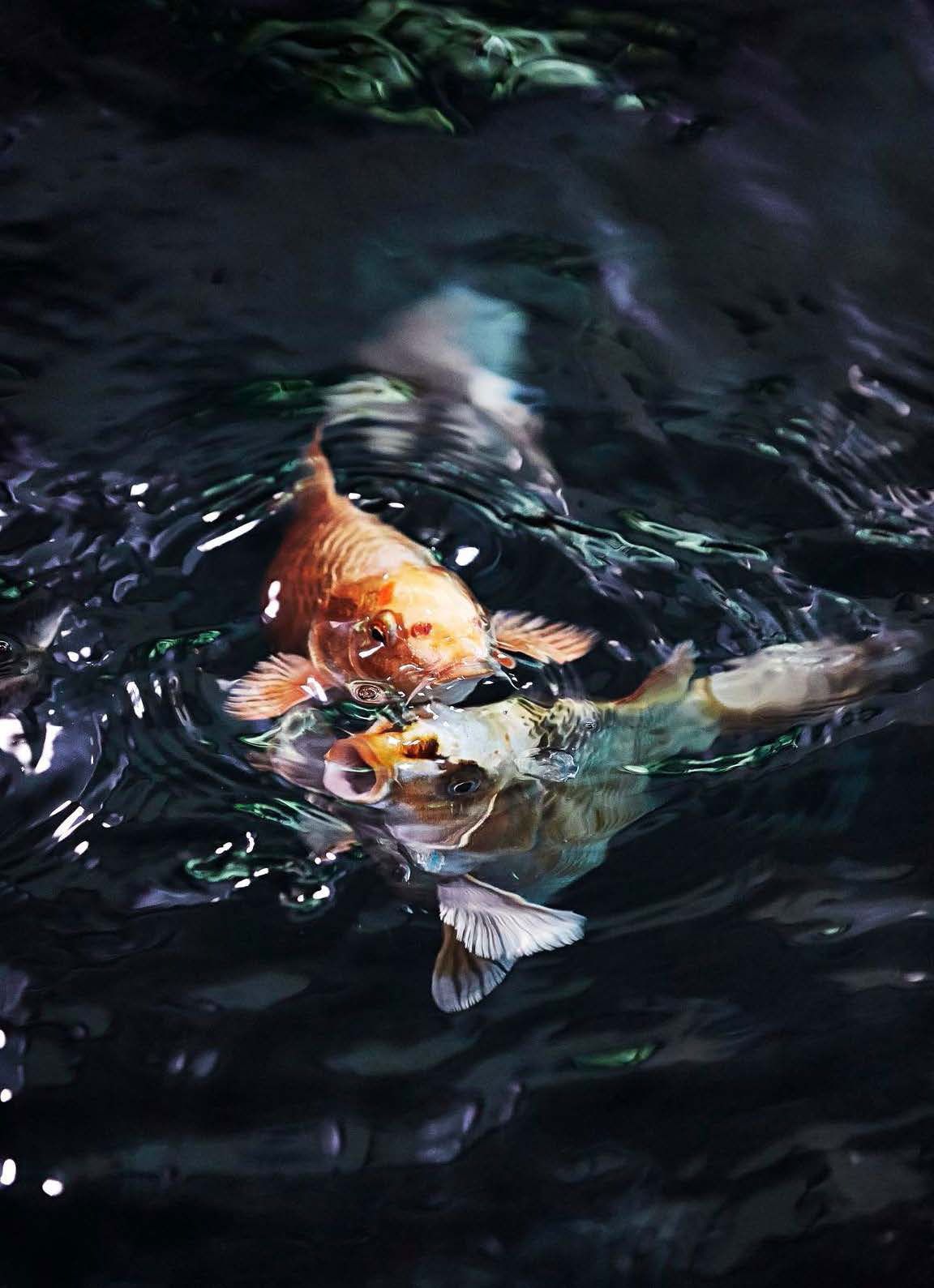 Karpit voivat elää jopa satavuotiaiksi. Aten kalat ovat vielä nuoria.