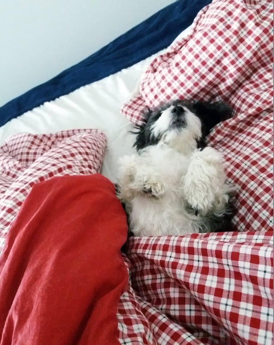 ”Espanjasta alun perin 2011 Suomeen tupsahtanut sekarotuinen Mona (nyt 9 v.) on mitä mainioin unikaveri! Pieni koira, mutta vie kyllä yli puolet sängystä sille päälle sattuessaan!” Anja