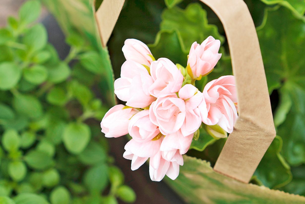 Tulppaanipelargoni on kaunis pienikukkainen tulppaanilajike.