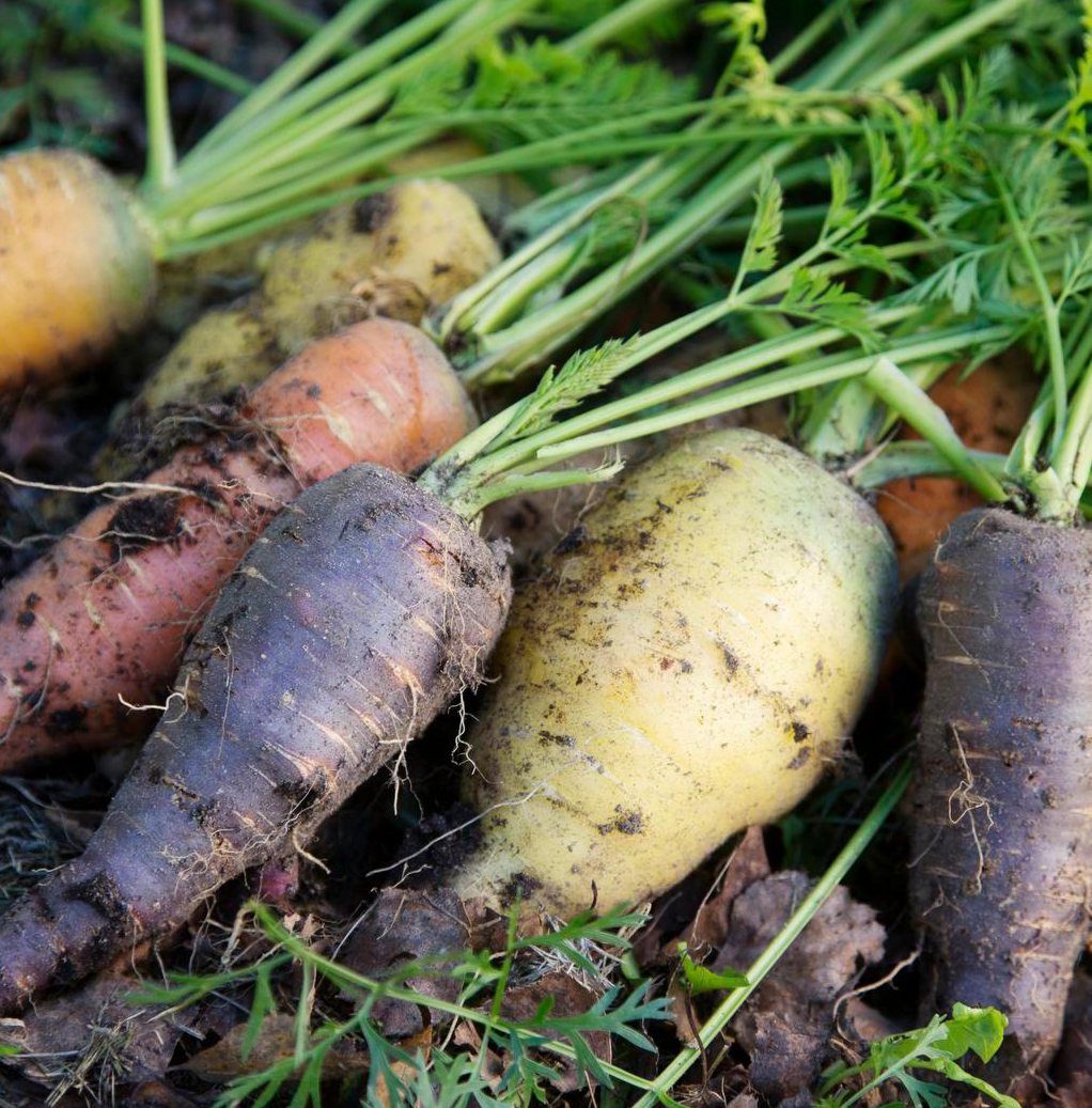 Anne kasvattaa tuttujen lajikkeiden lisäksi joka vuosi jotain uutta ja erikoista. Silloin tällöin porkkanat ovat violetteja tai pavut sinisiä tai keltaisia.´"Erikoisuuksia on vaikea löytää vihannestiskiltä, mutta siemeninä niitä saa. Itse kasvattamalla saa nauttia laajemmasta valikoimasta, ja maussakin on eroa."