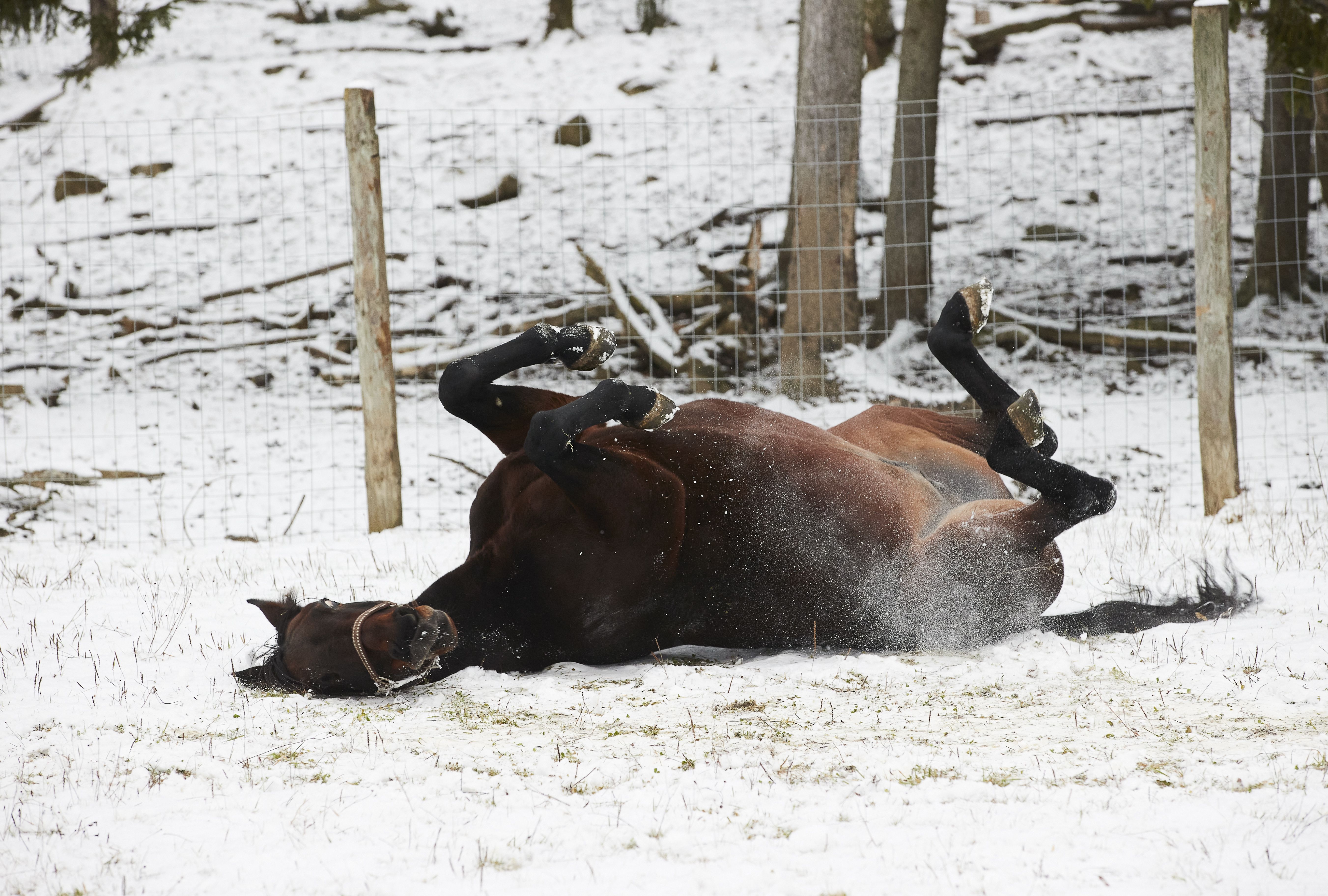 Archie-ravuri viettää leppoisia eläkepäiviä.