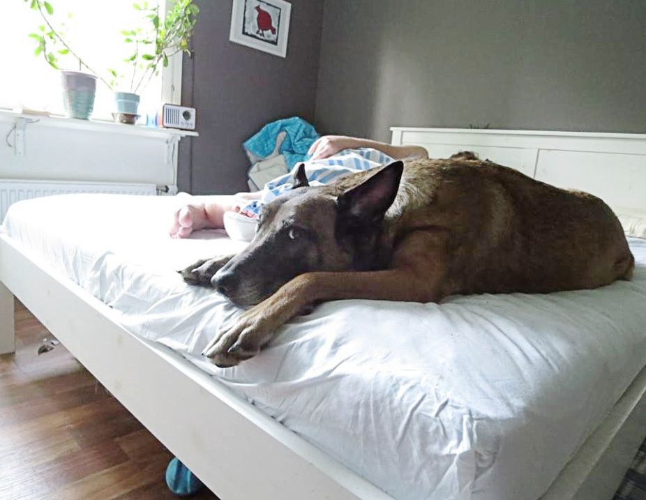 Markus nukkuu päivystyksen jälkeistä väsymystä. Koira vartioi unta.