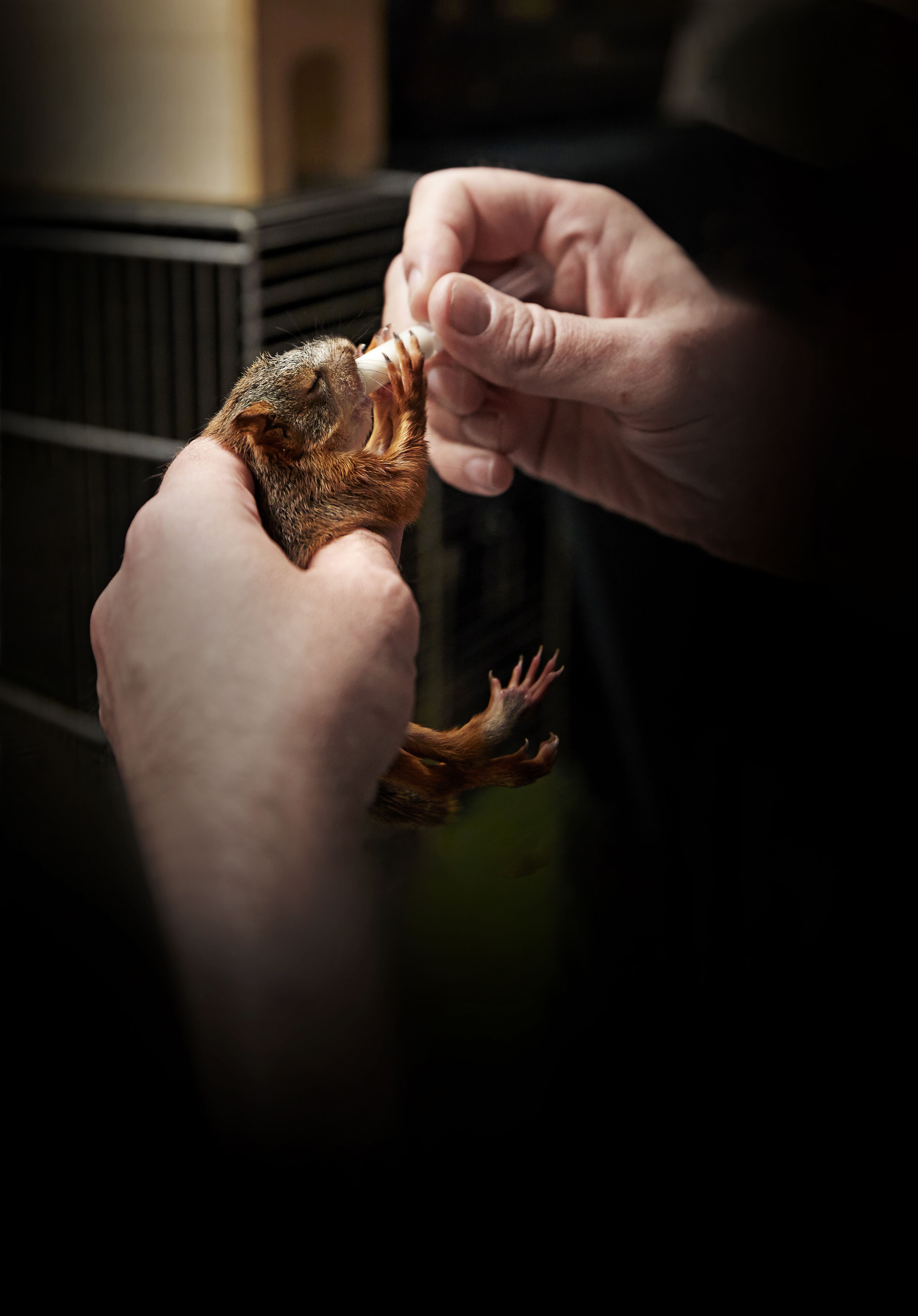 Oravanpoikanen tarvitsee maitoaterian neljän tunnin välein ympäri vuorokauden. 