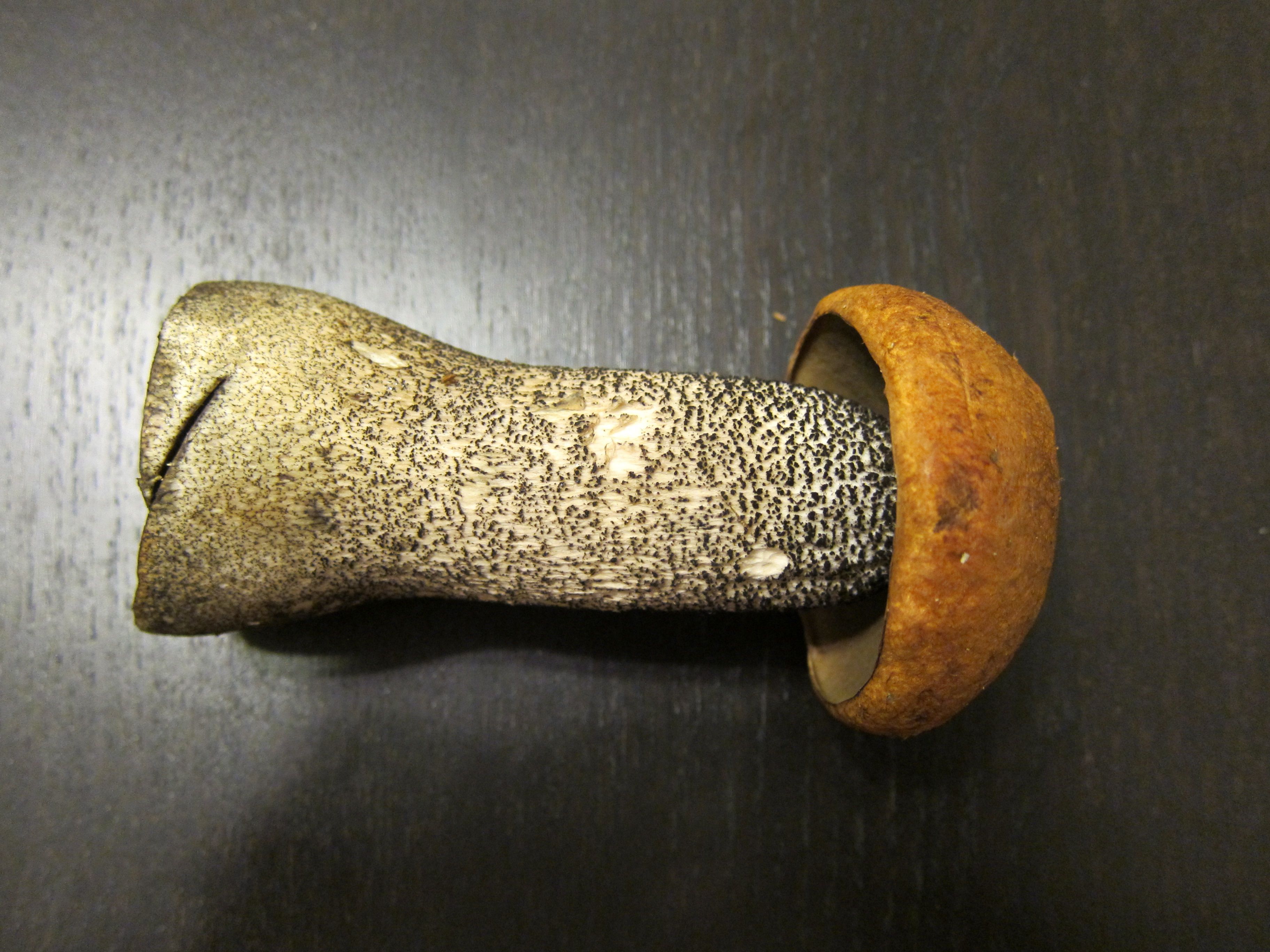 Koivunpunikkitatin jalassa on tummaa nukkaa. Kuva: Marienka Pakaslahti.