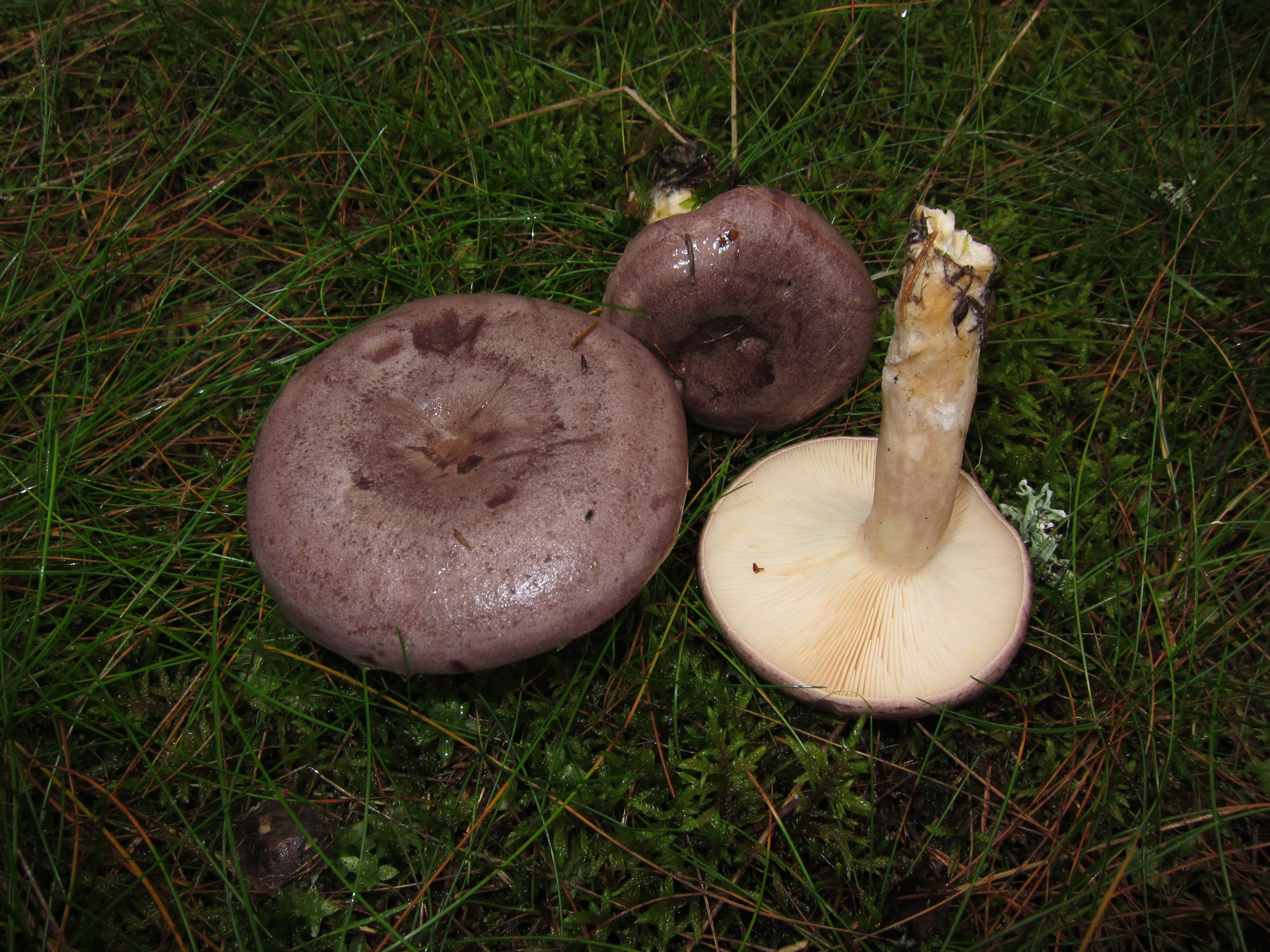 Haaparouskuja kutsuttiin ainakin vielä 70-luvun Itä-Suomessa maiteroisiksi. Niiden maitiaisneste onkin maitomaisen valkoista. Kuva: Marienka Pakaslahti.