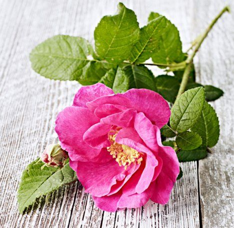 Aito ruusu on upea vaikkapa kakunkoristeena.