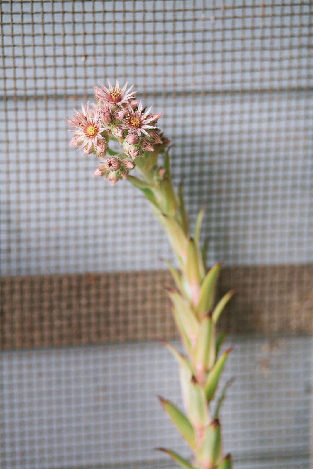 Mehitähti yllättää kukinnallaan, vaikka niitä harvoin istutetaan kukkaloiston toivossa. Kukkavarsi kohoaa lehtiruusukkeen yläpuolelle. Kukat ovat lajikkeesta riippuen valkoiset, vaaleanpunaiset tai punaiset.