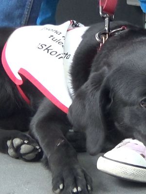 KK Elli matkustaa bussilla