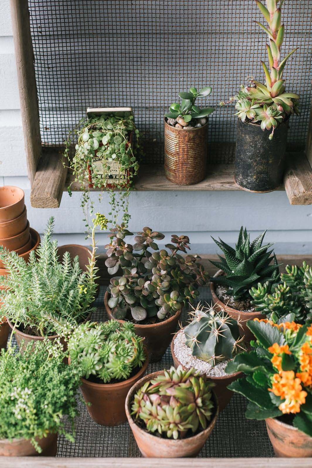 Useasta pienestä kukkaruukusta saa näyttävän kokonaisuuden. Terrakottaruukuissa on maksaruohoja, kaktuksia, tulilatvaa, rahapuuta ja mehitähtiä.