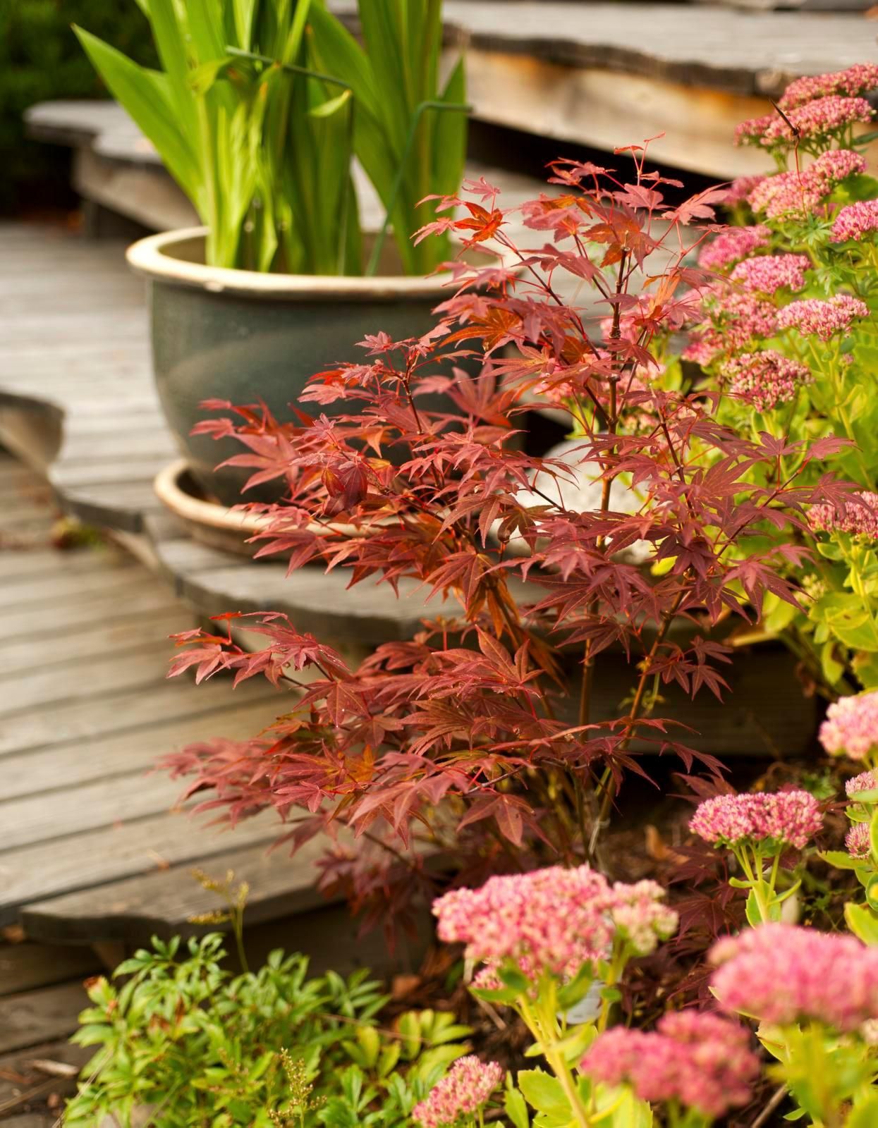 Punalehtinen japaninverivaahtera tuo väriä vuoden ympäri, mutta on meillä talvenarka.