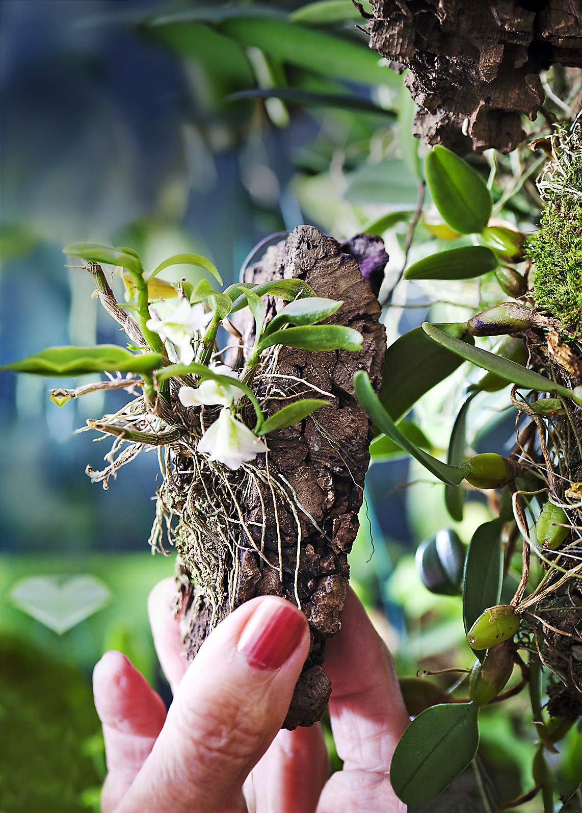 Pikkuruinen luonnonlaji Dendrobium oligophyllum kasvaa kaarnanpalan päällä. 