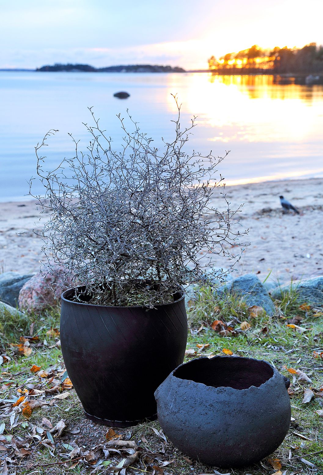 Korokian graafinen olemus kiehtoo. Istuta kasvi yksin, jolloin sen luonne tulee parhaiten esille. Ruukkuna on vanhoista autonrenkaista tehty kori ja sen seurana Anna Hackmanin tekemä uniikki keramiikkamalja.