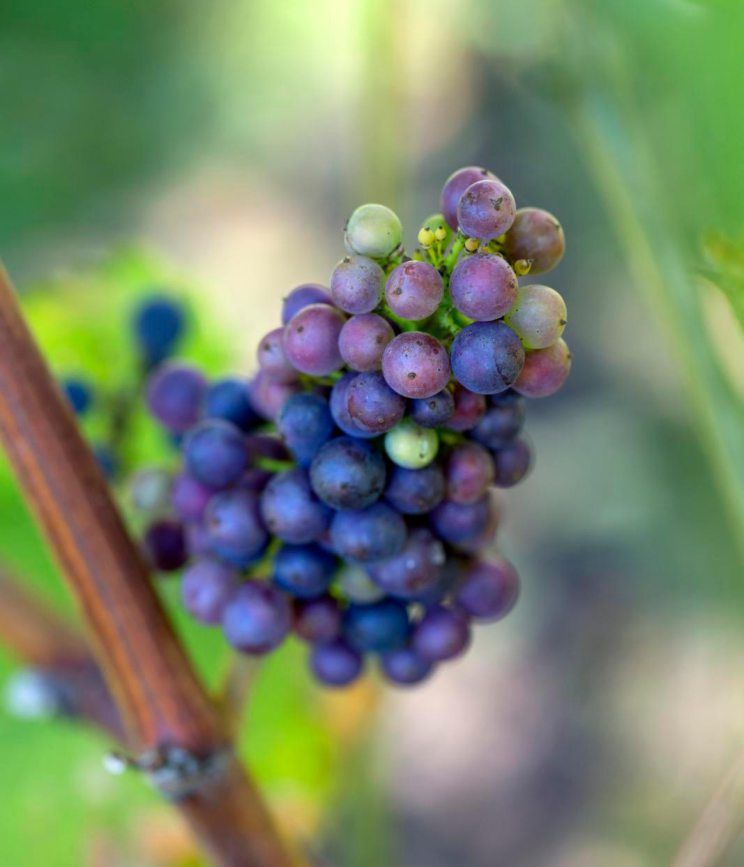 Aitoviinit kasvavat etelään avautuvalla penkereellä, lämpimällä kasvupaikalla. Ne ovat tehneet rypäleitä hyvin.