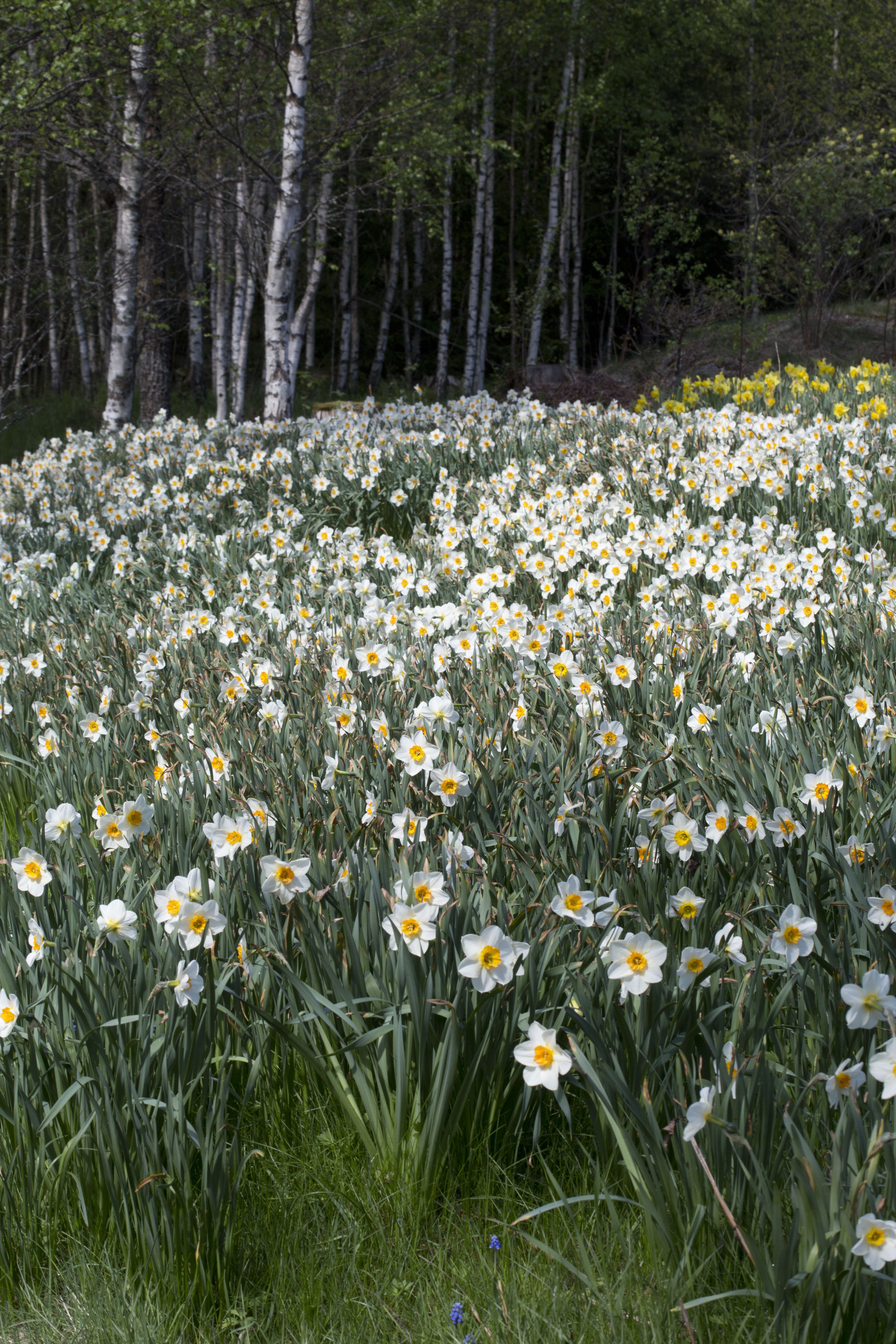 Laaja narsissiniitty on hätkähdyttävän kaunis, kuvassa tähtinarsissi 'Flower Record'.