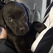 KK Elli lähtee kennelistä