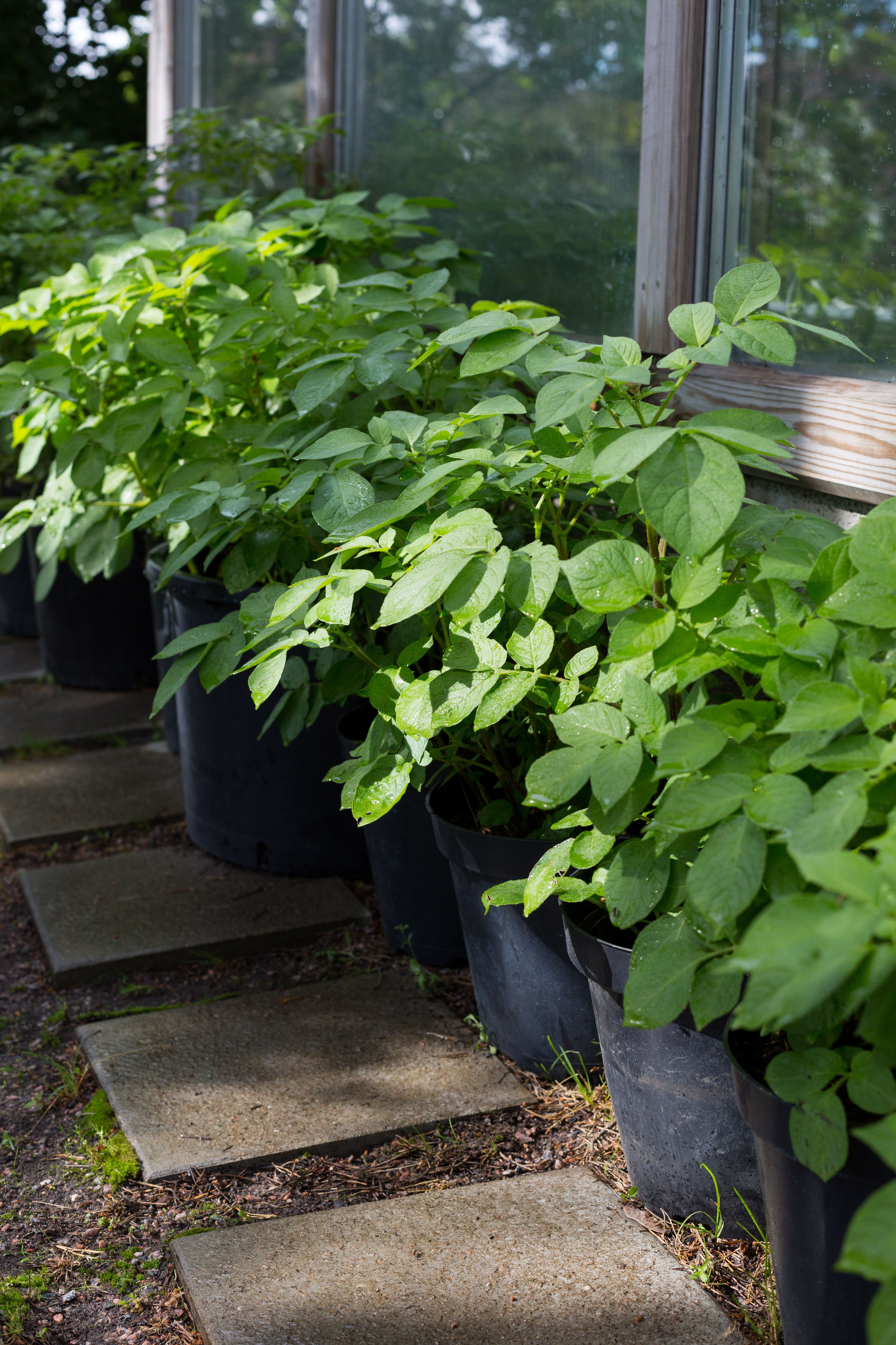 Ämpäristä tai suuresta taimiruukusta saa kattilallisen satoa.