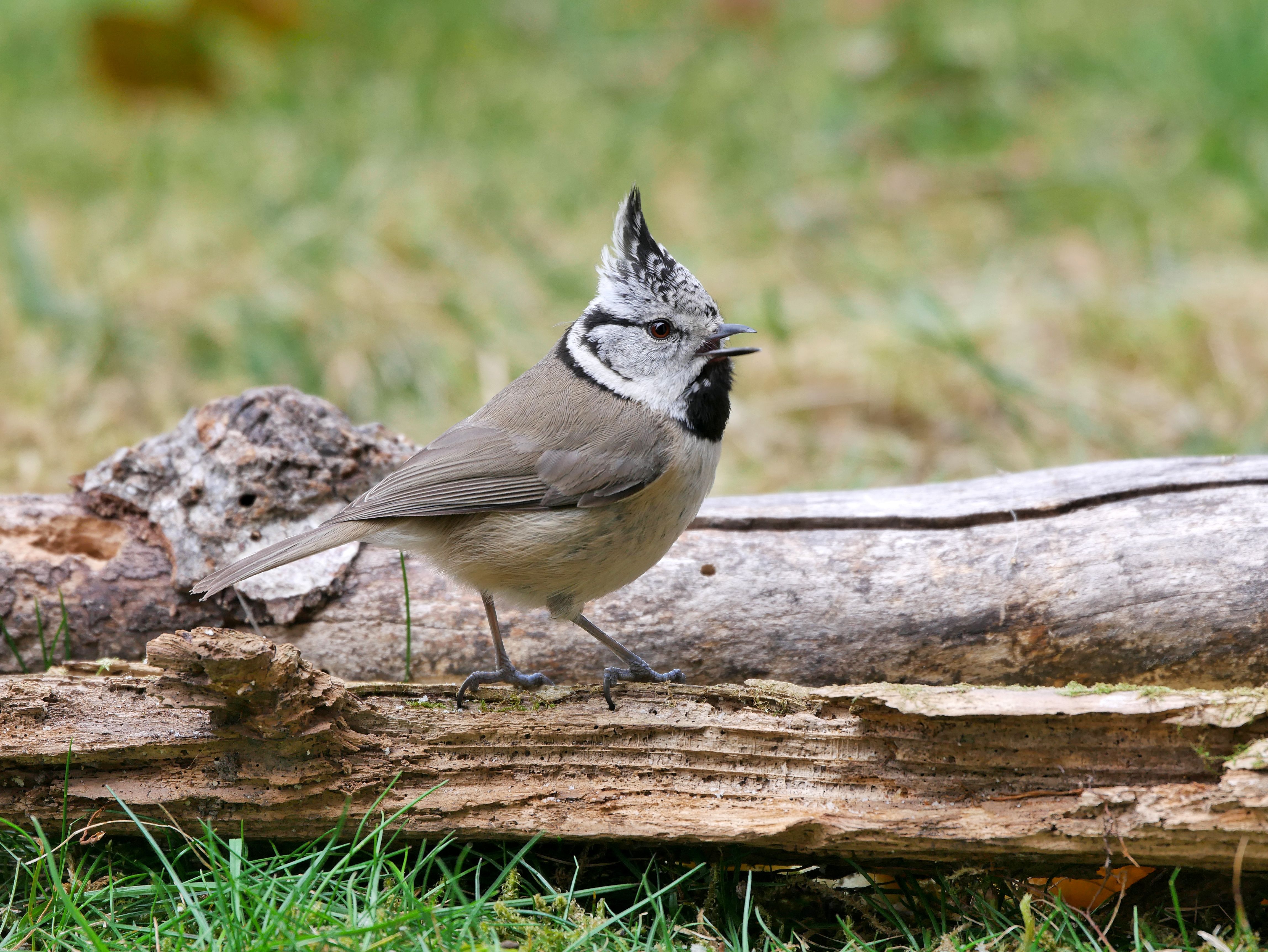 Töyhtötiaisen selkäpuoli on ruskeanharmaa ja vatsapuoli valkoruskea.