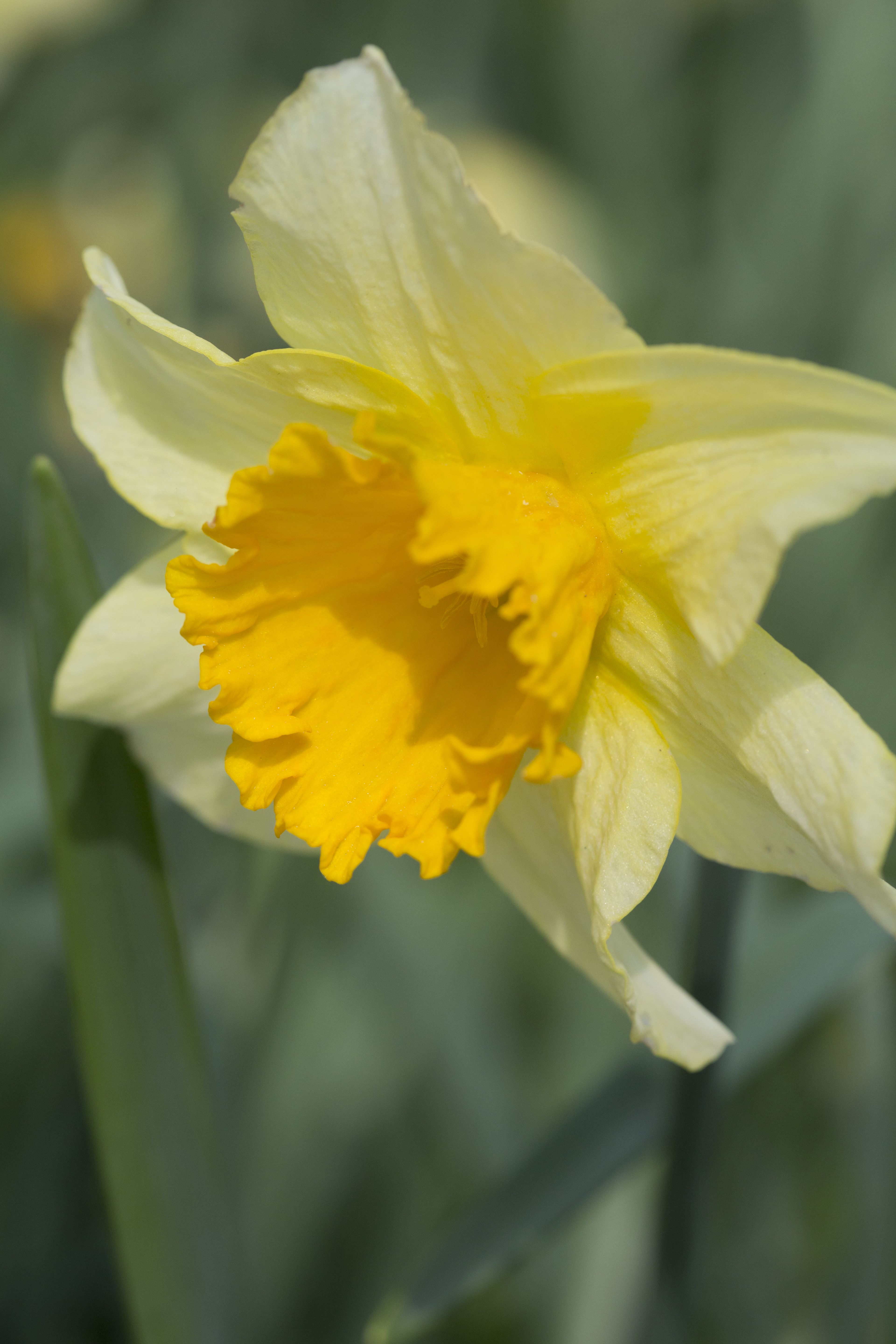 Narsissi 'Fortissimo' kukkii keltaisena.