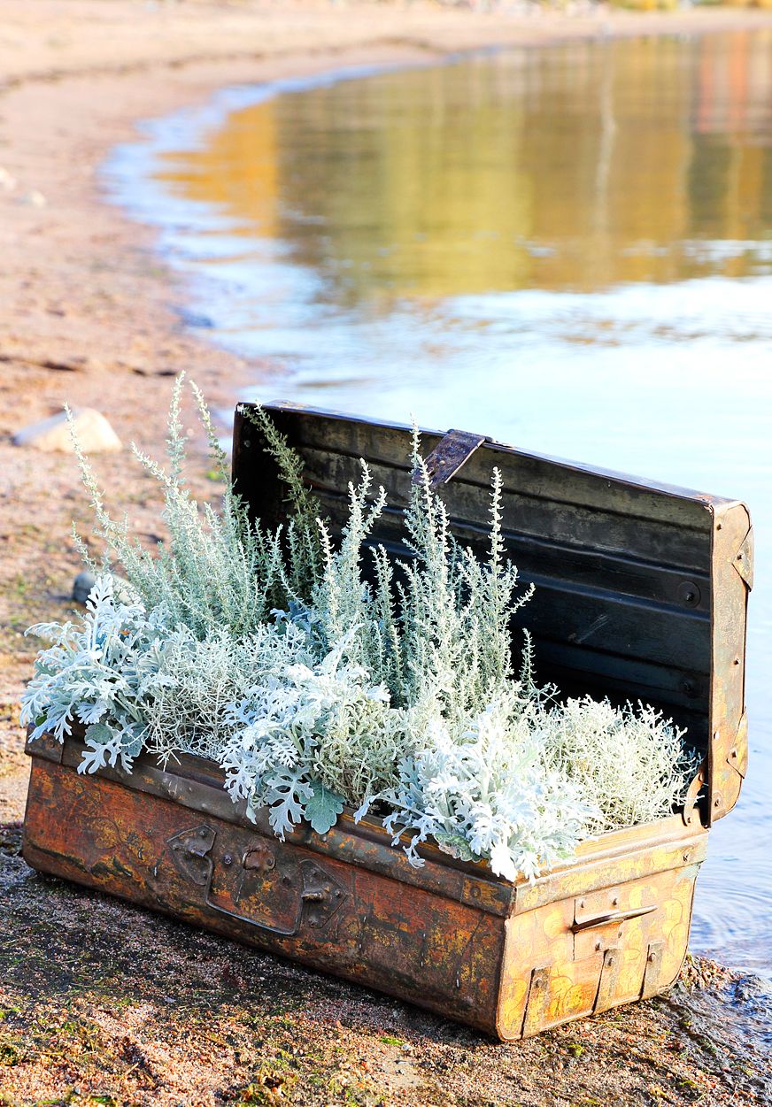 Metallisessa matka-arkussa on hopeanhohtoisten kasvien ihailijalle aarre: curry-yrttiä, hopealankaa ja hopealehteä. Hopeasävyinen istutus näkyy syksyn hämärtyvissä illoissakin. 
