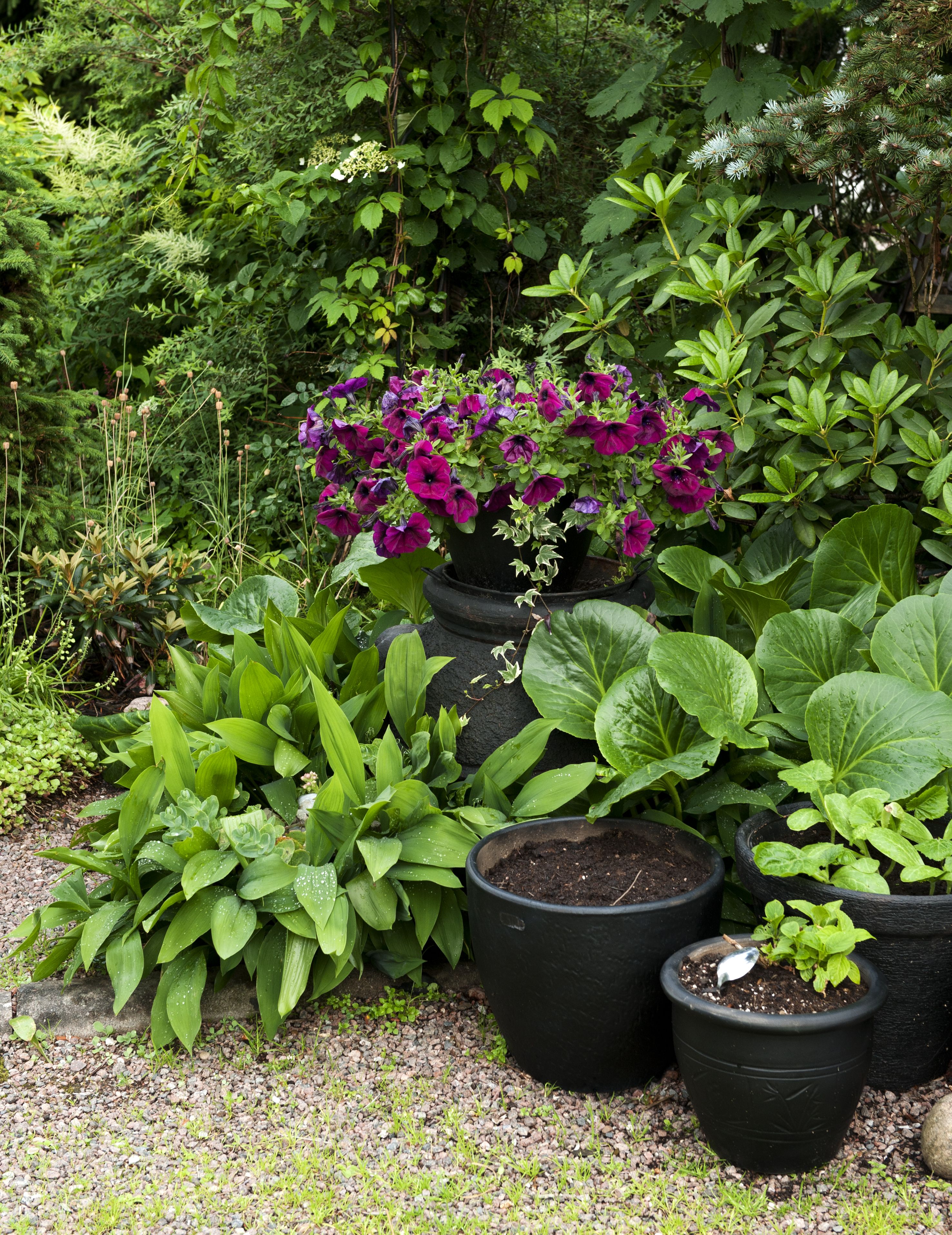 Intohimoisella puutarhaharrastajalla on aina istutus työn alla.