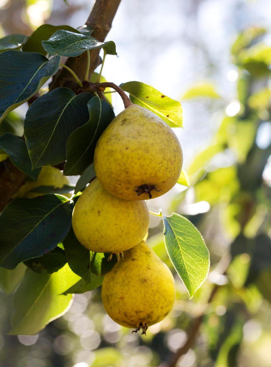 Päärynä ’Aune’ tekee runsaasti satoa. Hedelmät herkutellaan tuoreeltaan tai Anne säilöö ne sokeriliemeen, jossa on loraus calvadosta.