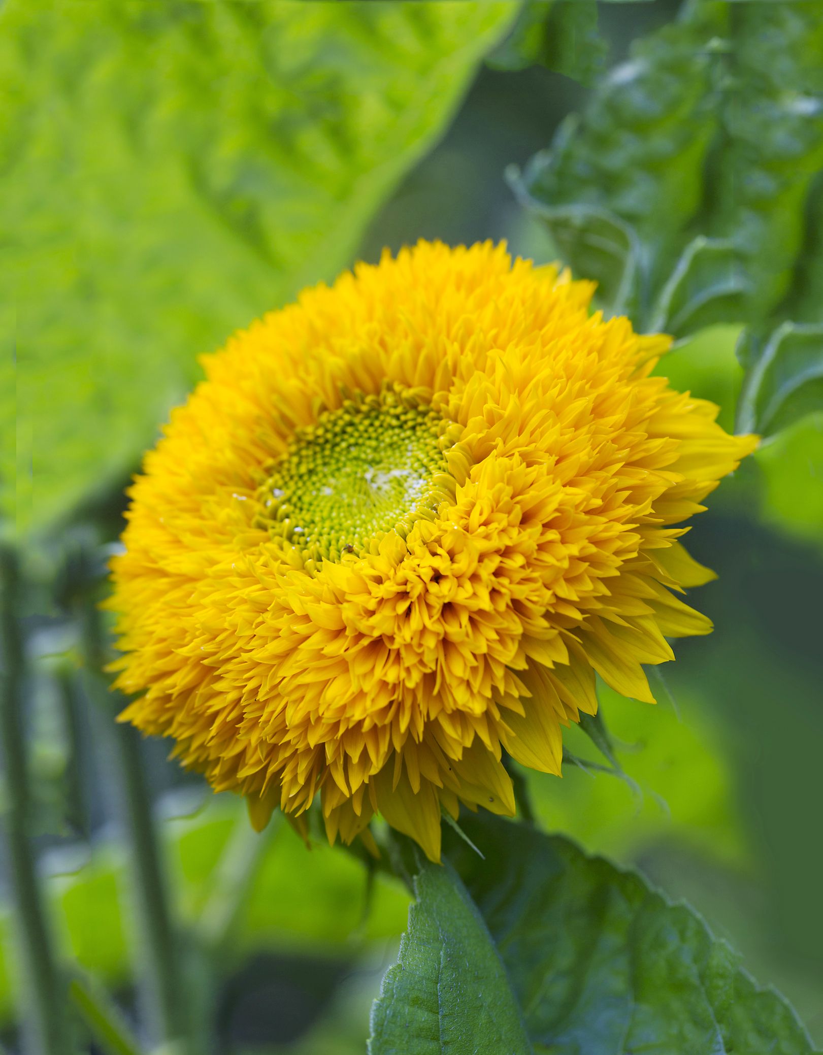 Teddy Bearin olemus on pehmeän pörheä kuin nalle. Matala ja kerrannaiskukkainen lajike sopii myös ruukkuun.