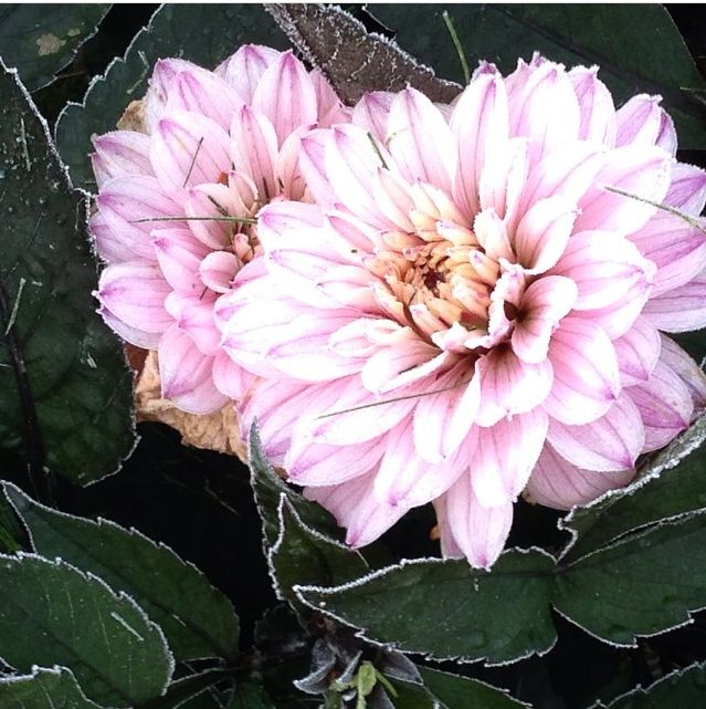 Halla tummuttaa daalioiden kasvuston, minkä jälkeen juurakon voi nostaa maasta ja talvettaa kellarissa.