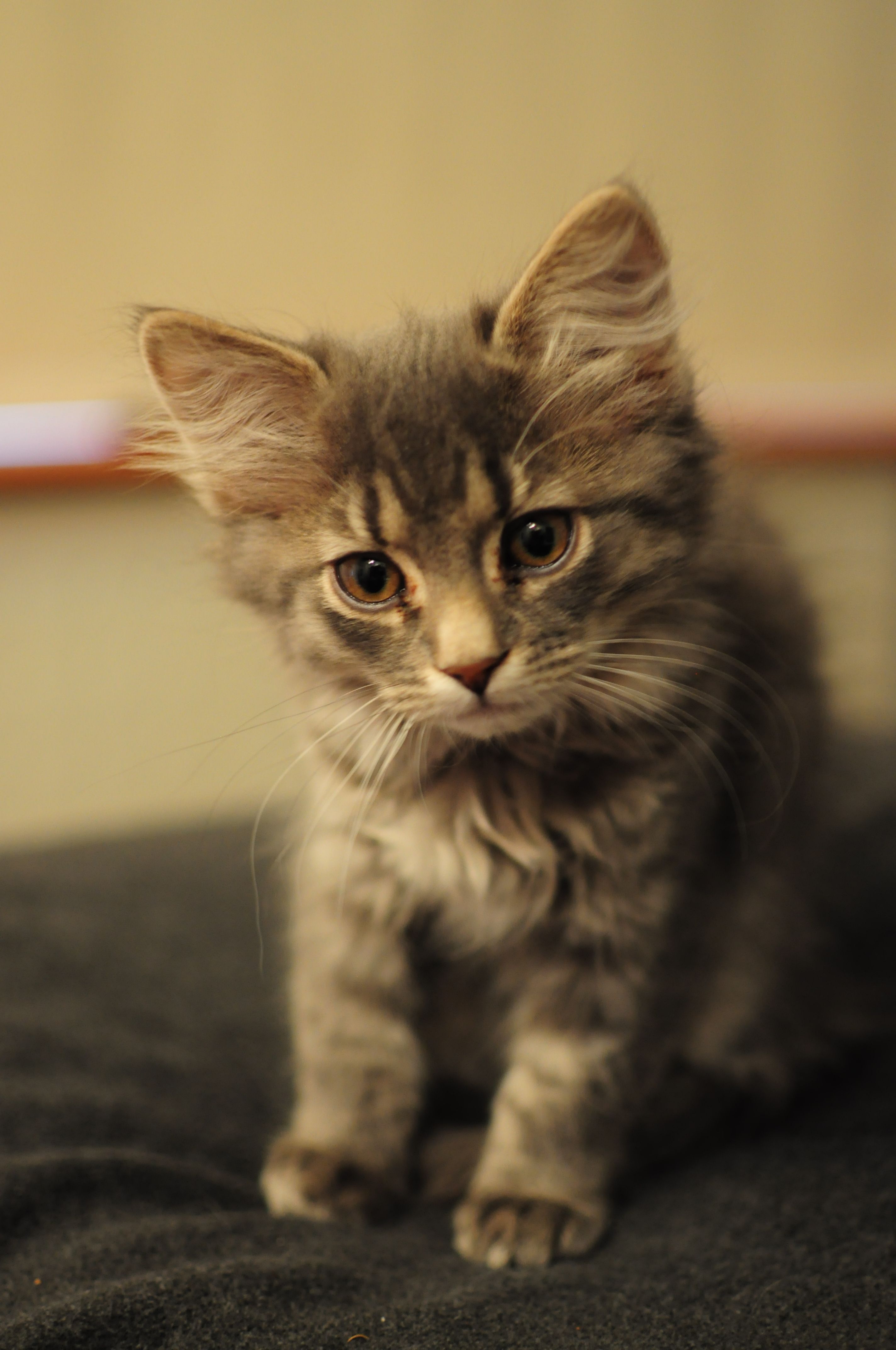 Laulajaidolin mukaan nimetty Robin täyttää piakkoin vuoden. Perheen kuopuksena Robin on joutunut oppimaan nöyryyttä, mutta ruokakupilla se pitää puolensa. Jos vanhemmat kissat yrittävät töniä sitä syrjään, Robin puree niitä mahasta ja jatkaa ateriointia. Robin kuuluu toimittaja Anna Pihlajaniemen perheeseen.