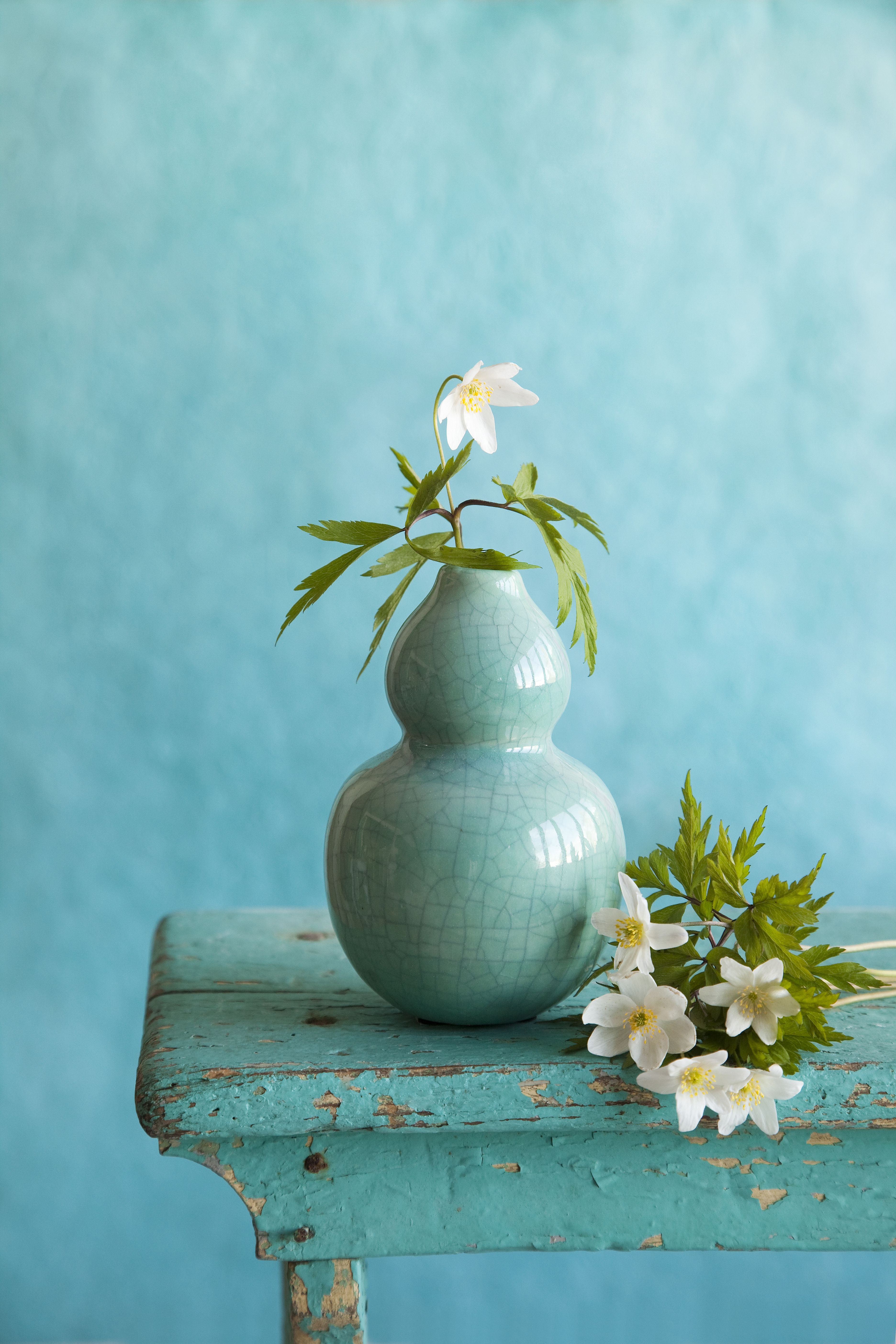 Yksi valkovuokko näyttää kauniilta kapeasuisessa maljakossa.