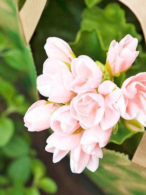 Tulppaanipelargoni on kaunis pienikukkainen tulppaanilajike.