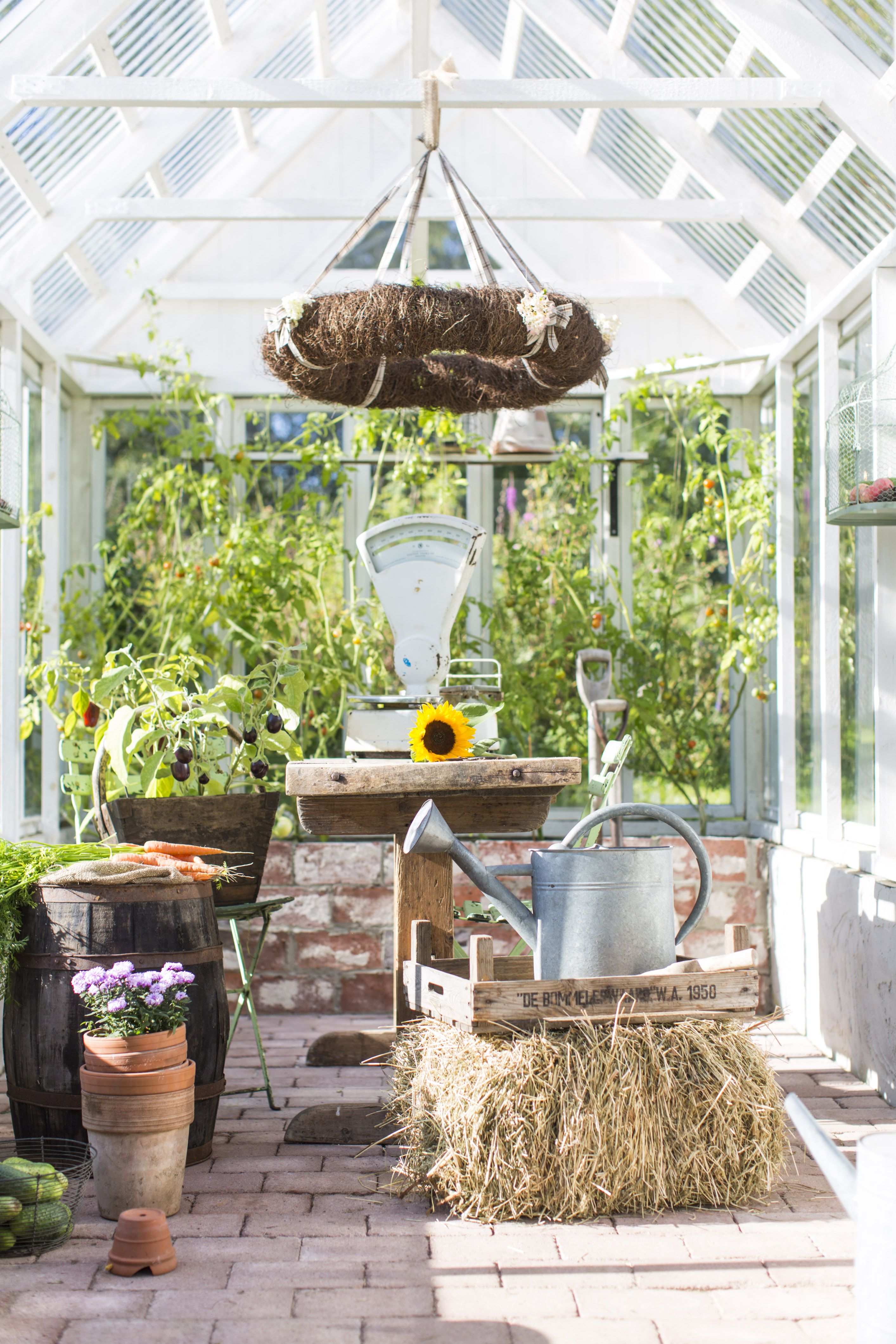 Tomaatintaimet kasvavat kasvihuoneessa kattoon. Vanha pöytä ja ranskalaiset rautatuolit tarjoavat puutarhurille kauniin kahvipaussipaikan.