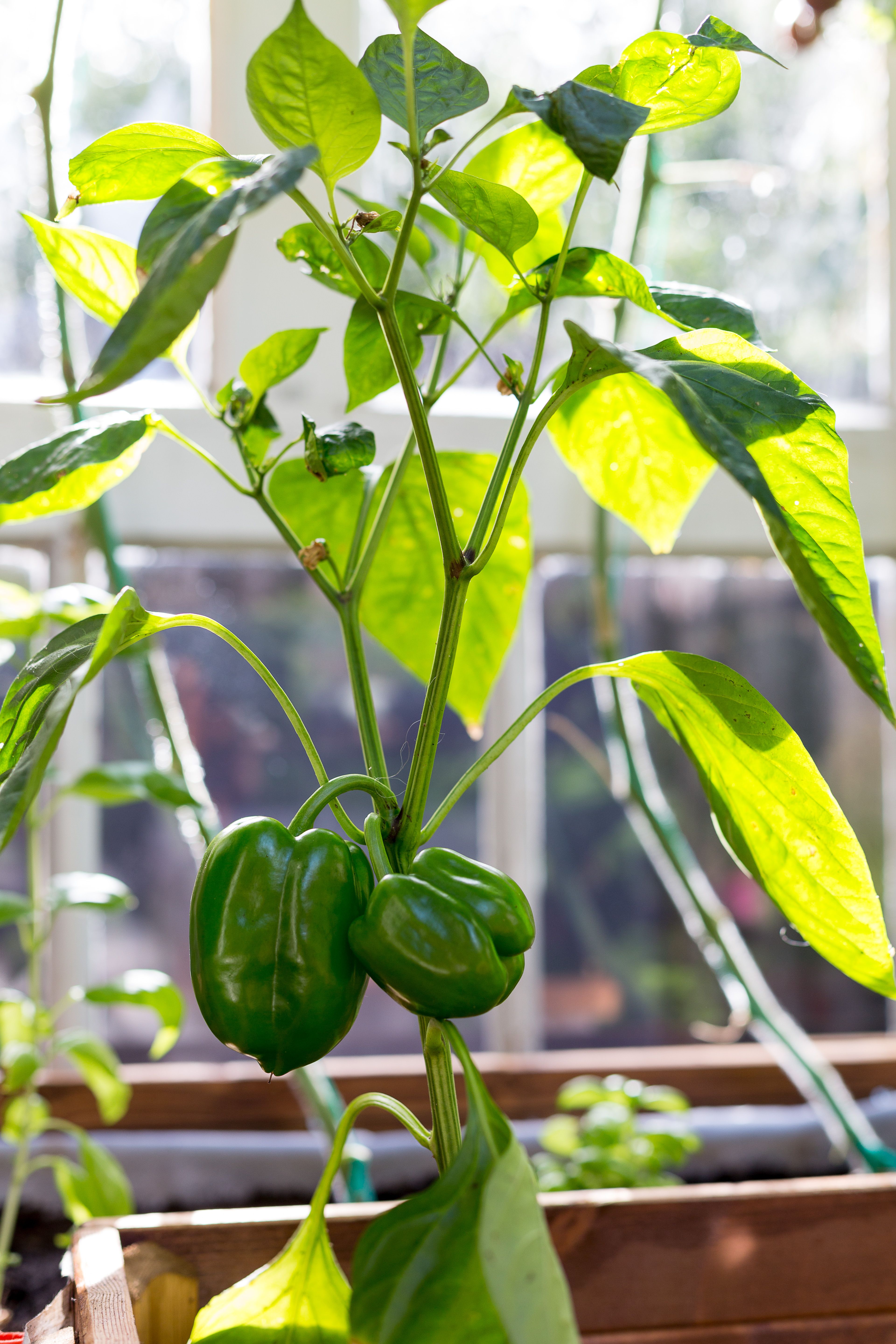 Vanhoista ikkunoista tehty pergolakatos on lämmin kasvupaikka paprikalle.