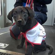 KK Elli ekaa kertaa ratikassa