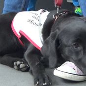 KK Elli matkustaa bussilla